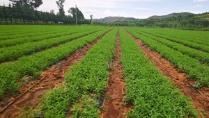 黃芪高效育苗關鍵技術